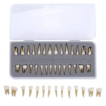 28 gab 1: 1 Pastāvīgo Zobu Demonstrēšanas Mācīt Mācību Modeli, Zobārsts Implantu Mācību Modelis