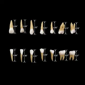 28 gab 1: 1 Pastāvīgo Zobu Demonstrēšanas Mācīt Mācību Modeli, Zobārsts Implantu Mācību Modelis